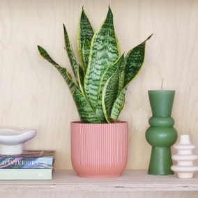 Snake House Plant in Elho Pot